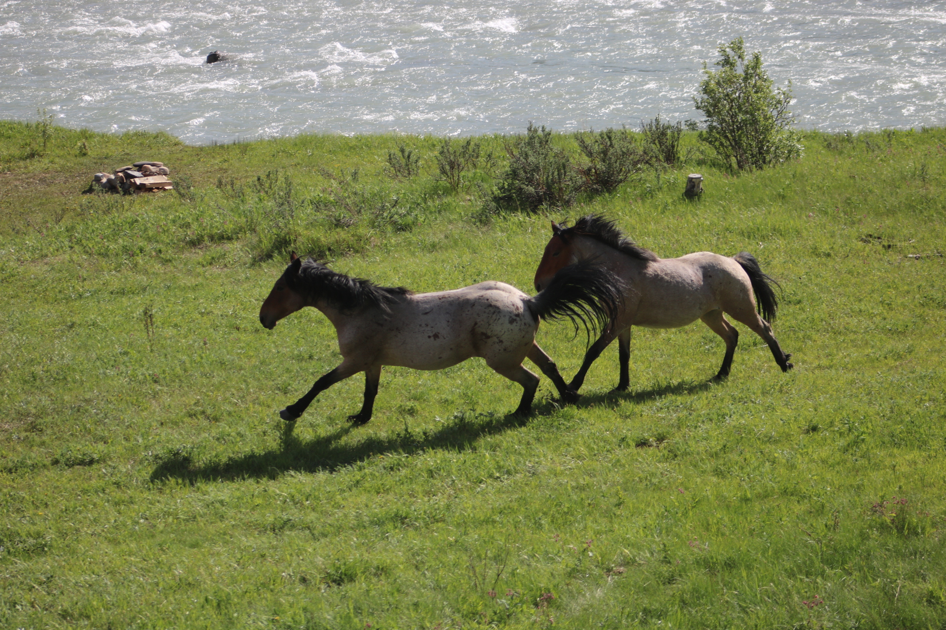 canadian-legislation-and-law-wild-horses-and-the-law